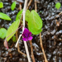 Impatiens janthina Thwaites